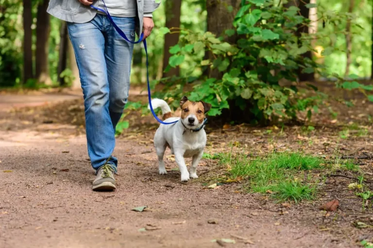 Person walking a Jack Russell Terrier on a blue leash along a peaceful forest trail, a mindful outdoor activity.