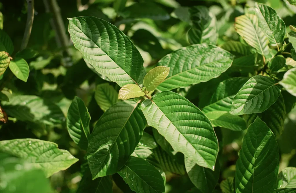Kratom strains explained: Red, white, and green vein differences